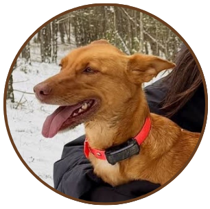 canela